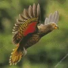 Flying Kea Bird Diamond Painting