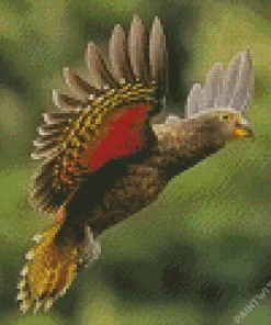 Flying Kea Bird Diamond Painting