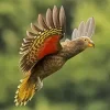Flying Kea Bird Diamond Painting