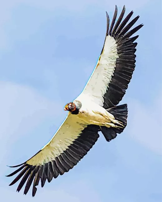 flying King Vulture Diamond With Numbers Flying King Vulture Diamond Painting