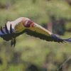 Flying King Vulture Bird Diamond Painting