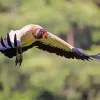 Flying King Vulture Bird Diamond Painting