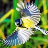 Flying Parus Bird Diamond Painting