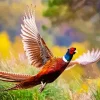 Flying Pheasant Diamond Painting