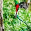 Flying Resplendent Quetzal Bird Diamond Painting