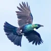 Flying Tui Bird Diamond Painting