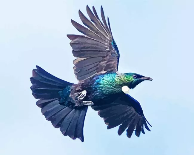 flying Tui bird Diamond Paints Flying Tui Bird Diamond Painting