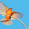 Flying Vermilion Flycatcher Diamond Painting