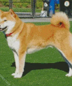 Friendly Shiba Inu Diamond Painting