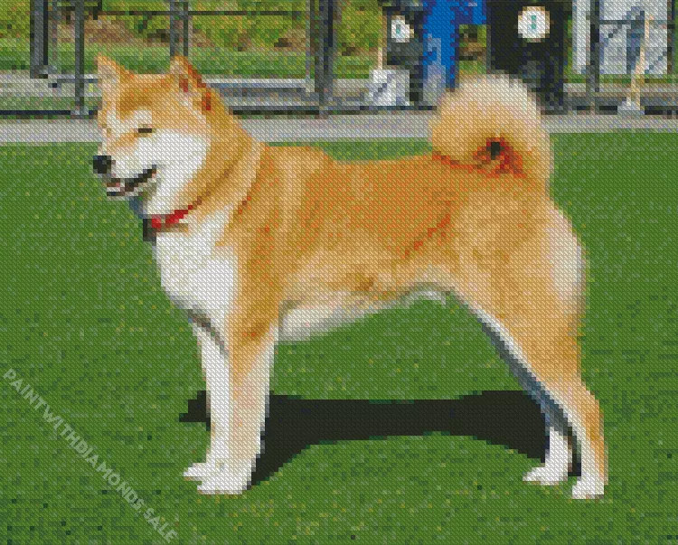 friendly Shiba Inu Diamond By Numbers Friendly Shiba Inu Diamond Painting