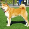 Friendly Shiba Inu Diamond Painting