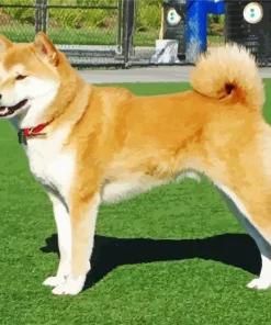 Friendly Shiba Inu Diamond Painting