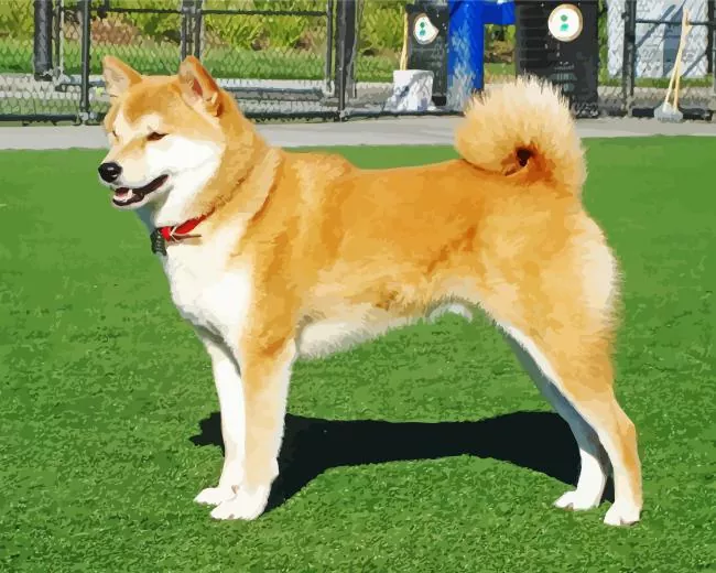 friendly Shiba Inu Diamond Paintings Friendly Shiba Inu Diamond Painting