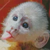 Funny Capuchin Monkey Diamond Painting