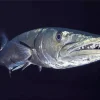 Giant Barracuda Fish Diamond Painting