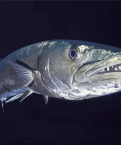 Giant Barracuda Fish Diamond Painting