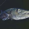 Giant Barracuda Fish Diamond Painting