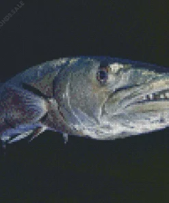 Giant Barracuda Fish Diamond Painting