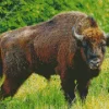 Giant Bison Diamond Painting