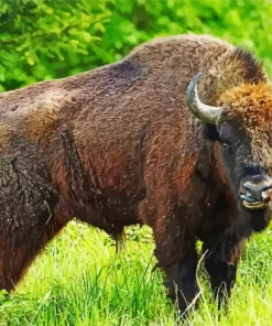 Giant Bison Diamond Painting