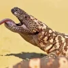 Giant Gila Monster Diamond Painting
