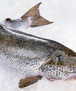 Giant Salmon Fish Diamond Painting