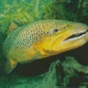 Giant Trout Fish Diamond Painting