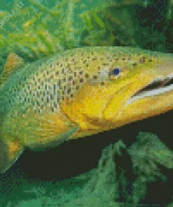 Giant Trout Fish Diamond Painting