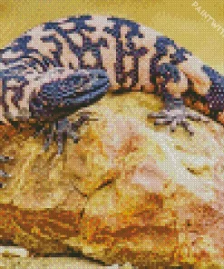 Gila Monster On Rock Diamond Painting