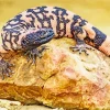 Gila Monster On Rock Diamond Painting