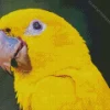 Golden Conure Bird Diamond Painting