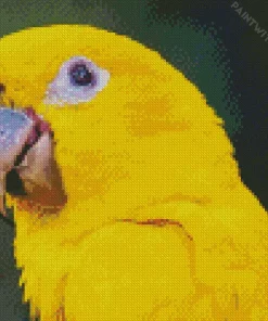 Golden Conure Bird Diamond Painting