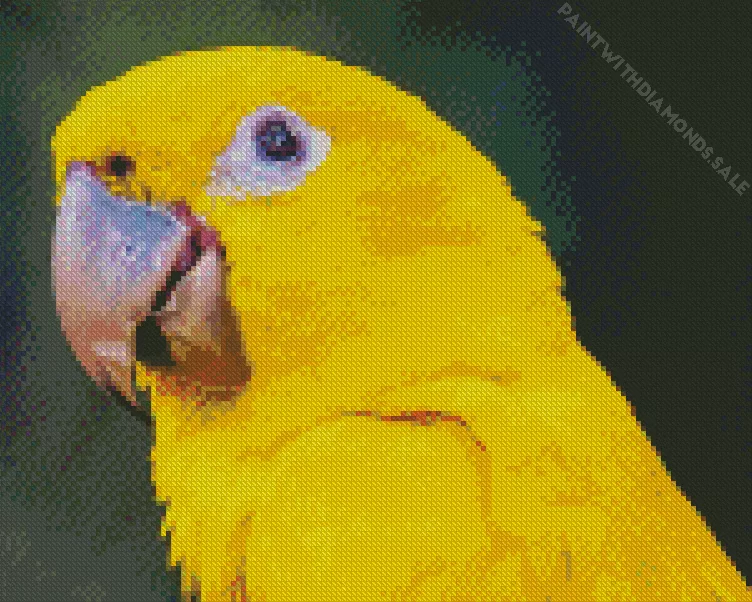 golden Conure Bird Diamond By Numbers Golden Conure Bird Diamond Painting