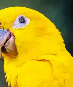Golden Conure Bird Diamond Painting