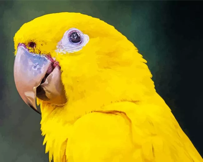golden Conure Bird Diamond Paints Golden Conure Bird Diamond Painting