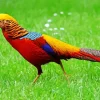 Golden Pheasant Diamond Painting