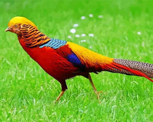 golden pheasant Diamond By Numbers Golden Pheasant Diamond Painting