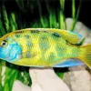 Green Cichlid Diamond Painting