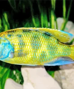 Green Cichlid Diamond Painting