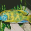 Green Cichlid Diamond Painting
