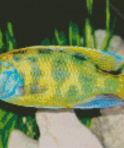 Green Cichlid Diamond Painting
