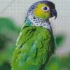 Green Conure Bird Diamond Painting