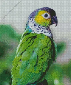 Green Conure Bird Diamond Painting