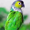 Green Conure Bird Diamond Painting