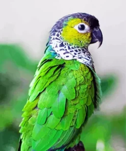 Green Conure Bird Diamond Painting