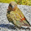 Green Kea Bird Diamond Painting
