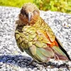 Green Kea Bird Diamond Painting