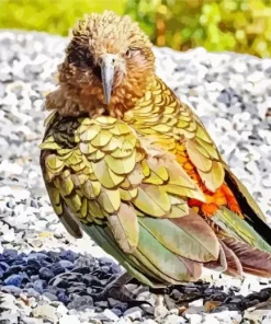Green Kea Bird Diamond Painting
