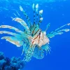 Green Lionfish Diamond Painting