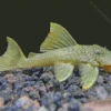 Green Pleco Diamond Painting